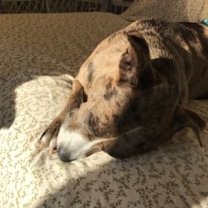 Meet your Posher, Ann